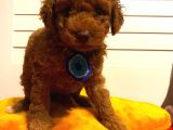 Oyuncak Peluş Tadında Toypoodle Bebeklerimiz