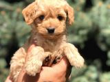 Mavi Gözlü  Orjinal Maltıpoo
