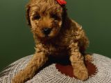 Oyuncak Peluş Tadında Toypoodle Bebeklerimiz