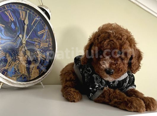 Ev Ortamında Büyüyen Toypoodle Bebeklerimiz görsel