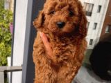 Karamelll.toypoodle ‘In Bebekleri