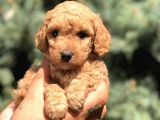 Brown Toy Poodle