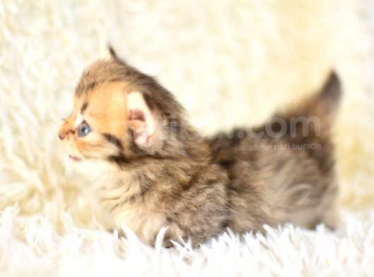 Kisa Bacak Küçük Irk Munchkin Kedi̇ görsel