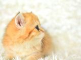 Golden Rengi̇ni̇n En Güzel Tonu Ny11 Bri̇ti̇sh Shorthai̇r