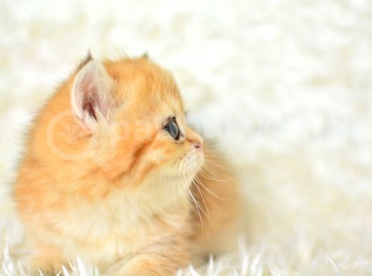 Golden Rengi̇ni̇n En Güzel Tonu Ny11 Bri̇ti̇sh Shorthai̇r görsel