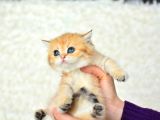Şampi̇yonluk Soyundan Ny11 Golden Bri̇ti̇sh Shorthai̇r