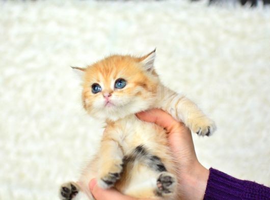 Şampi̇yonluk Soyundan Ny11 Golden Bri̇ti̇sh Shorthai̇r görsel