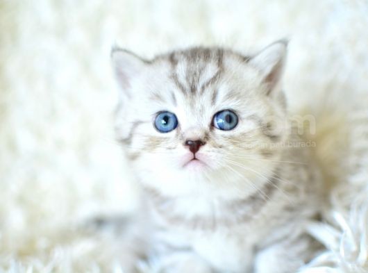 ++ Kali̇te Si̇lver Bri̇ti̇sh Shorthai̇r görsel