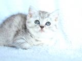 ++ Kali̇te Bri̇ti̇sh Shorthai̇r