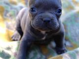 Blue French Bulldog Yavrular