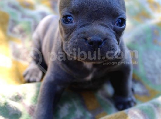 Blue French Bulldog Yavrular