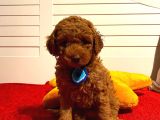 Oyuncak Peluş Tadında Toypoodle Bebeklerimiz