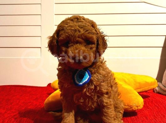 Oyuncak Peluş Tadında Toypoodle Bebeklerimiz görsel