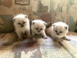Blue Point British Shorthair Erkek Yavrular