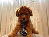 Oyuncak Peluş Tadında Toypoodle Bebeklerimiz