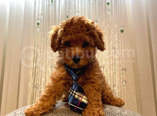 Oyuncak Peluş Tadında Toypoodle Bebeklerimiz görsel