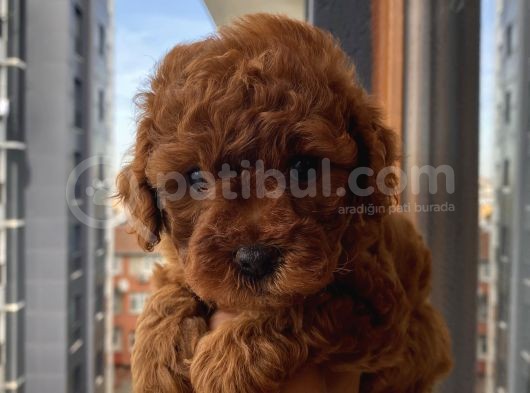 Redbrown Toypoodle Bebekler görsel