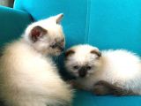 Blue Point British Shorthair Erkek Yavrular