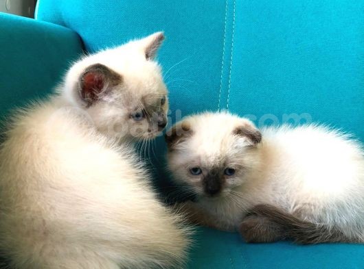 Blue Point British Shorthair Erkek Yavrular görsel