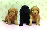 Mükemmel Kali̇tede Toy Poodle Yavru