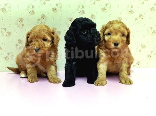 Mükemmel Kali̇tede Toy Poodle Yavru görsel