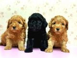 Mükemmel Kali̇tede Toy Poodle Yavru