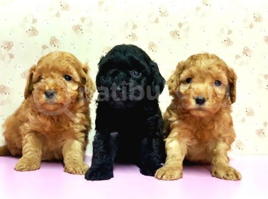 Mükemmel Kali̇tede Toy Poodle Yavru görsel