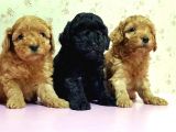Mükemmel Kali̇tede Toy Poodle Yavru