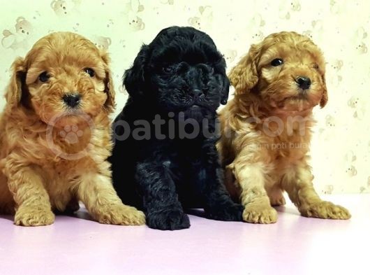 Mükemmel Kali̇tede Toy Poodle Yavru