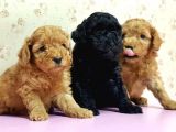 Mükemmel Kali̇tede Toy Poodle Yavru