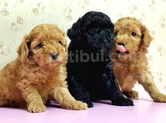 Mükemmel Kali̇tede Toy Poodle Yavru görsel