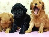 Mükemmel Kali̇tede Toy Poodle Yavru