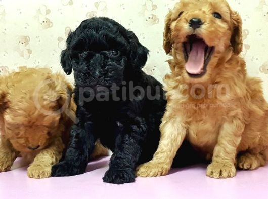 Mükemmel Kali̇tede Toy Poodle Yavru görsel