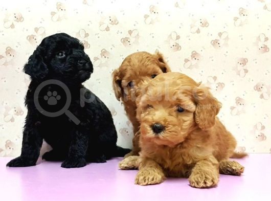 Mükemmel Kali̇tede Toy Poodle Yavru görsel