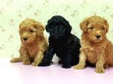 Mükemmel Kali̇tede Toy Poodle Yavru