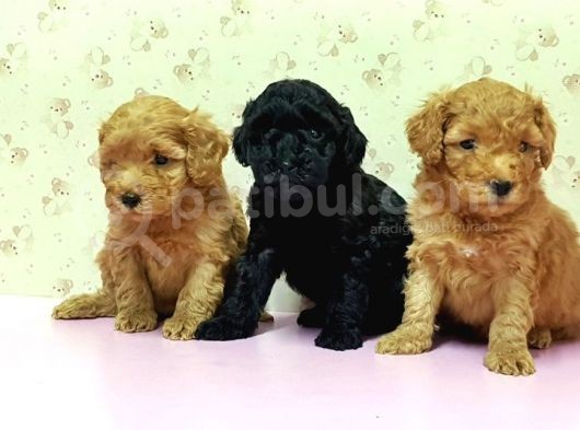 Mükemmel Kali̇tede Toy Poodle Yavru görsel
