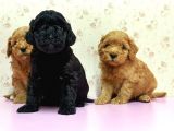Mükemmel Kali̇tede Toy Poodle Yavru
