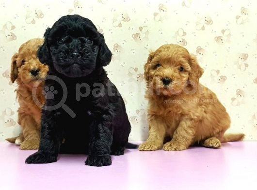 Mükemmel Kali̇tede Toy Poodle Yavru görsel
