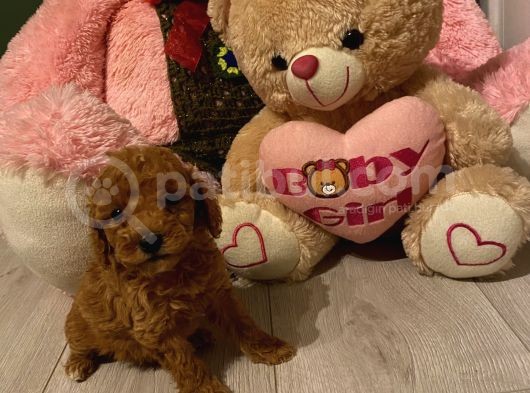 Birbirinden Tatlı Redbrown Toypoodle Bebeklerimiz görsel