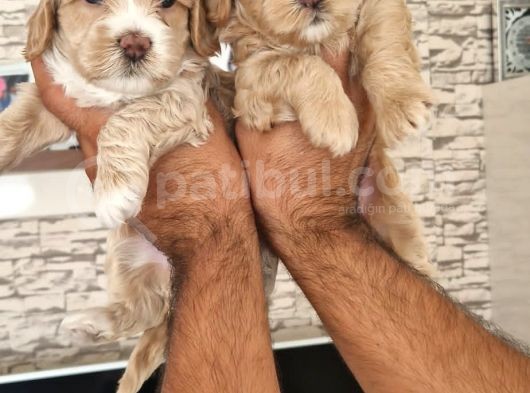 Maltipoo Yavrular görsel
