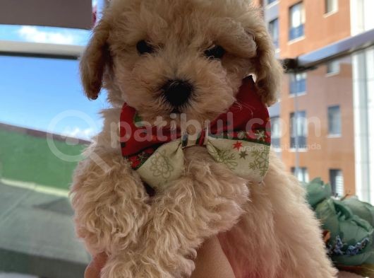 Ev Ortamında Büyüyen Toypoodle Bebeklerimiz görsel