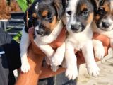 Jack Russel Yavrular