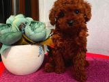 Birbirinden Tatlı Redbrown Toypoodle Bebeklerimiz