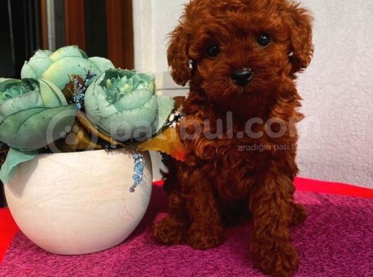 Birbirinden Tatlı Redbrown Toypoodle Bebeklerimiz görsel