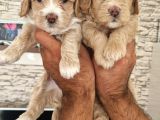 Maltipoo Yavrular