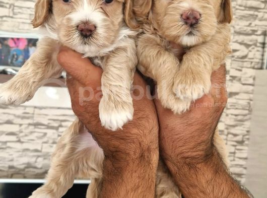 Maltipoo Yavrular görsel