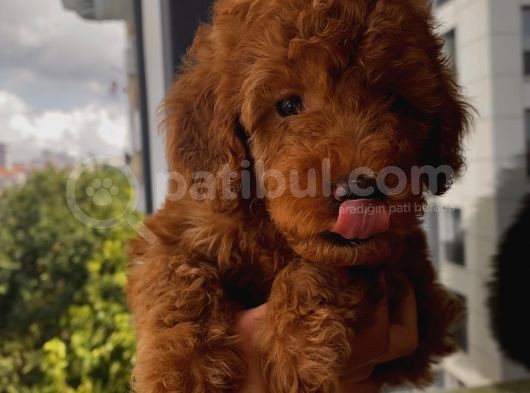 Birbirinden Tatlı Redbrown Toypoodle Bebeklerimiz görsel