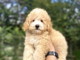 Uygun Party Colour Poodle Bebeği̇mi̇z