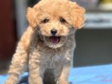 Bebek Surat Toy Poodle Yavrular