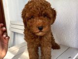 Aşılı Pasaportlu Toypoodle Bebekler